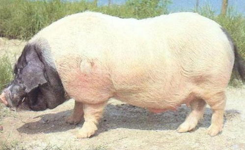 華中兩頭烏豬與羊的特色養(yǎng)殖與價值