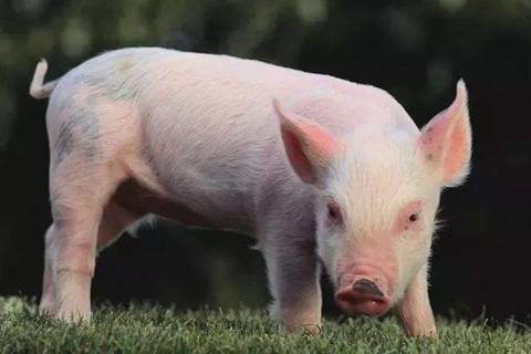 1995年屬豬人2021年婚配運勢解析 26歲本命年宜謹(jǐn)慎