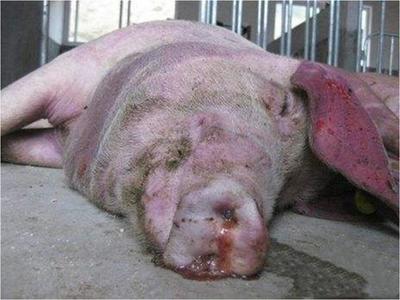 豬咳嗽喘氣總治不好？專家教你一招，科學治愈呼吸道疾病